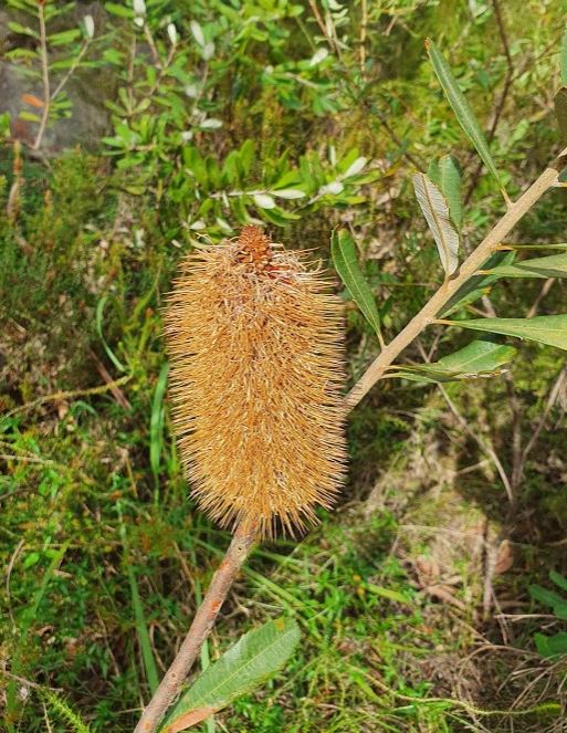 Banksia