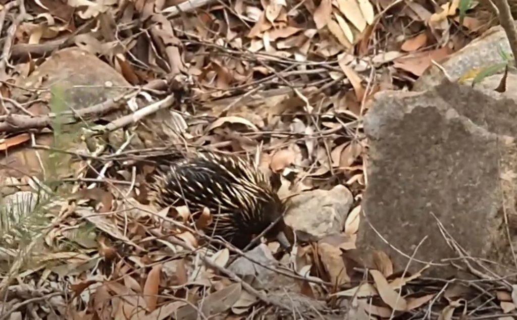 Echidna