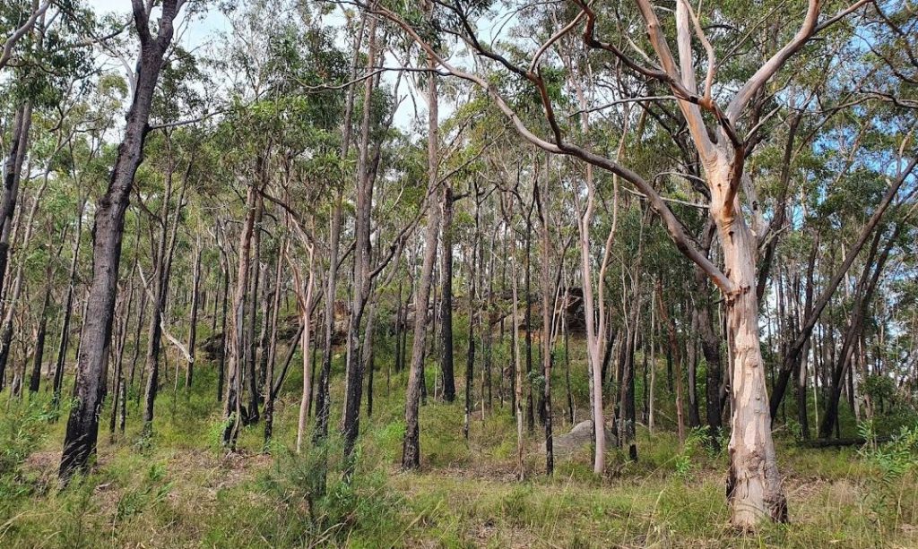 Easy walking bushland