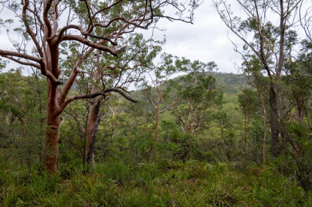 View from the stone cottage ruins, overlooking the valley and where the retaining stone wall is located.